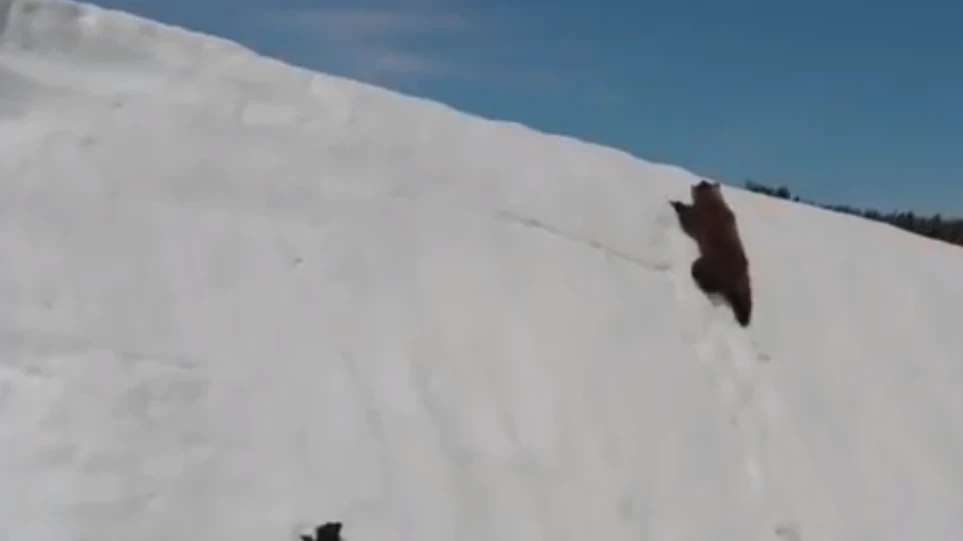 Η μικρή αρκούδα που συγκίνησε τον Πάνο Καμμένο (βίντεο)